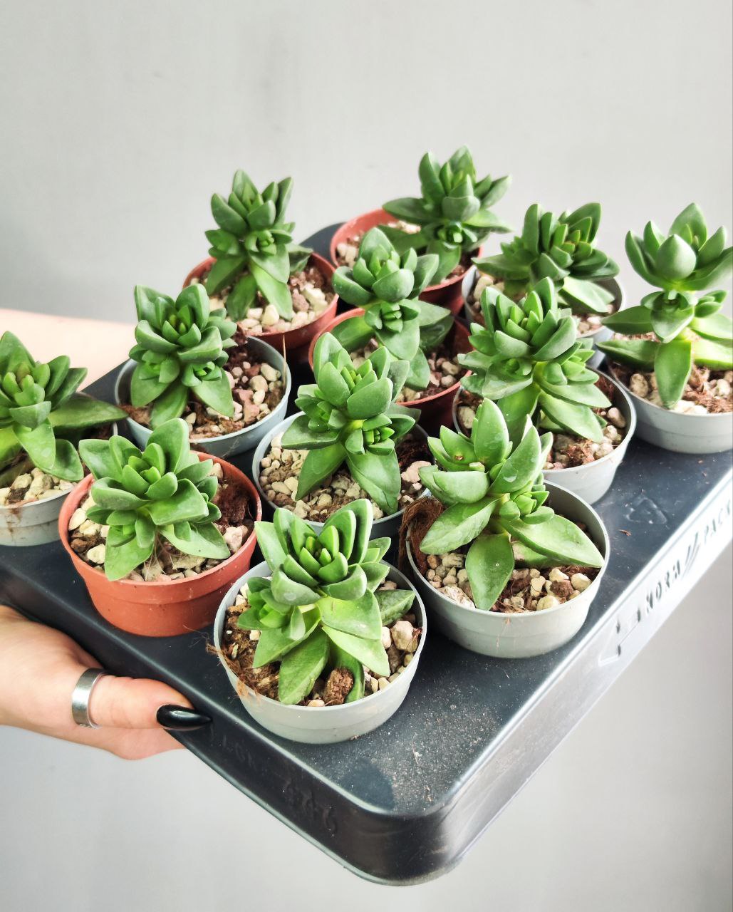 Крассула Бен (Crassula Ben) D5см