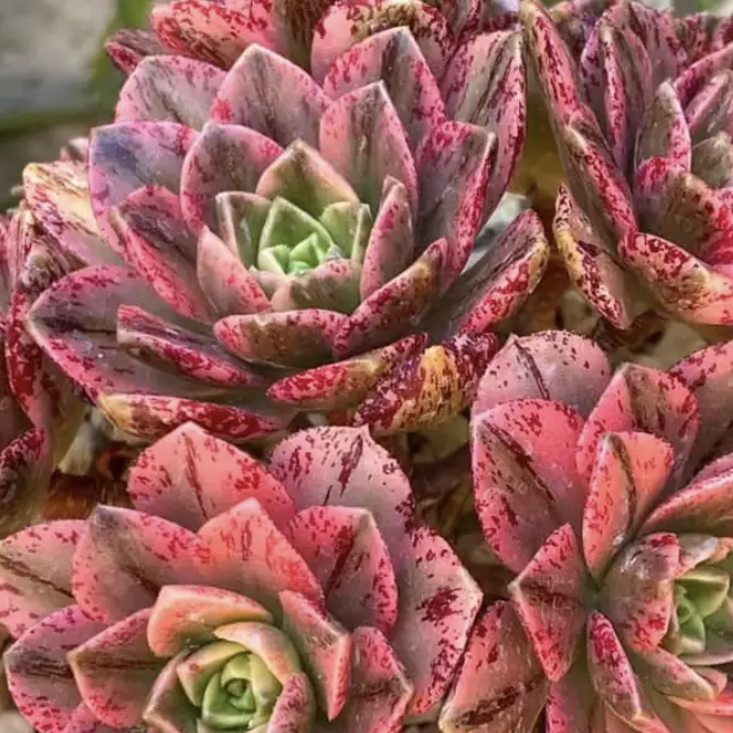 Эониум Вариегатный Бронзовая Медаль (Aeonium Bronze Medal Variegata) D8,5см