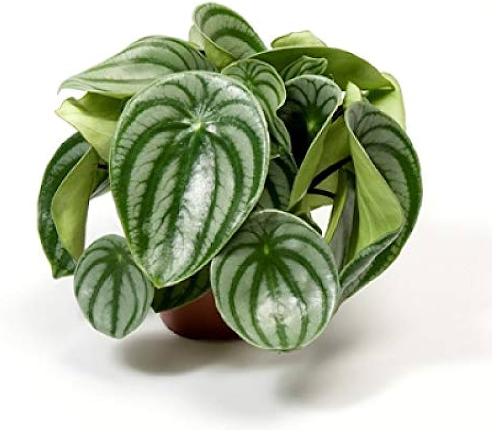 Пеперомия Арбузная (Peperomia Argyreia Watermelon) D11см