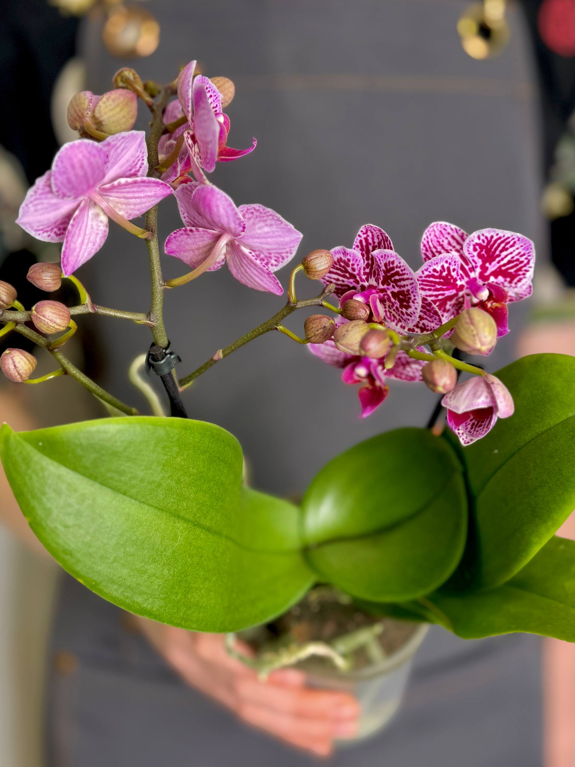 Орхидея Фаленопсис Ягуар (Phalaenopsis Jaguar) D9см