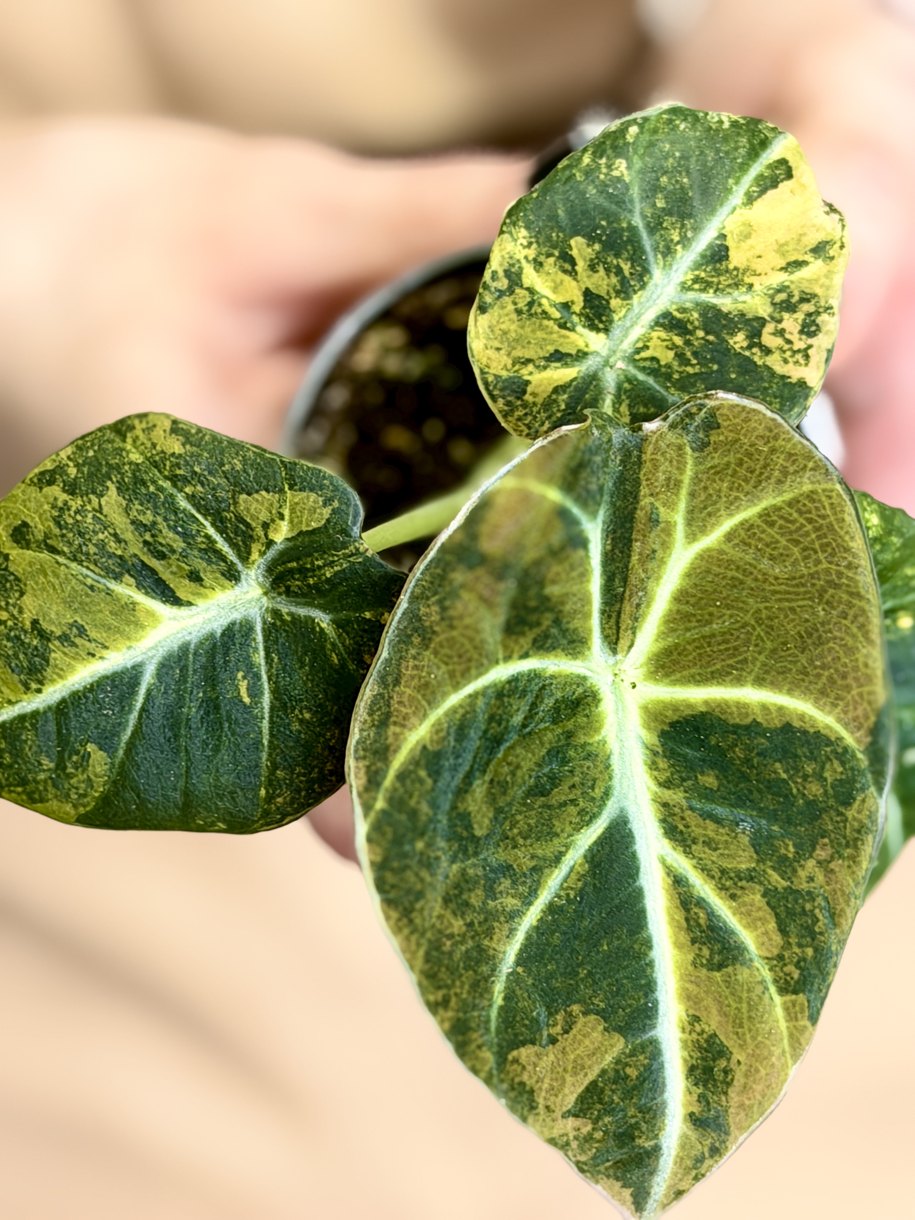 Алоказия Блэк Вельвет Вариегатная Голд Ауреа (Alocasia Black Velvet Gold Aurea) D6см