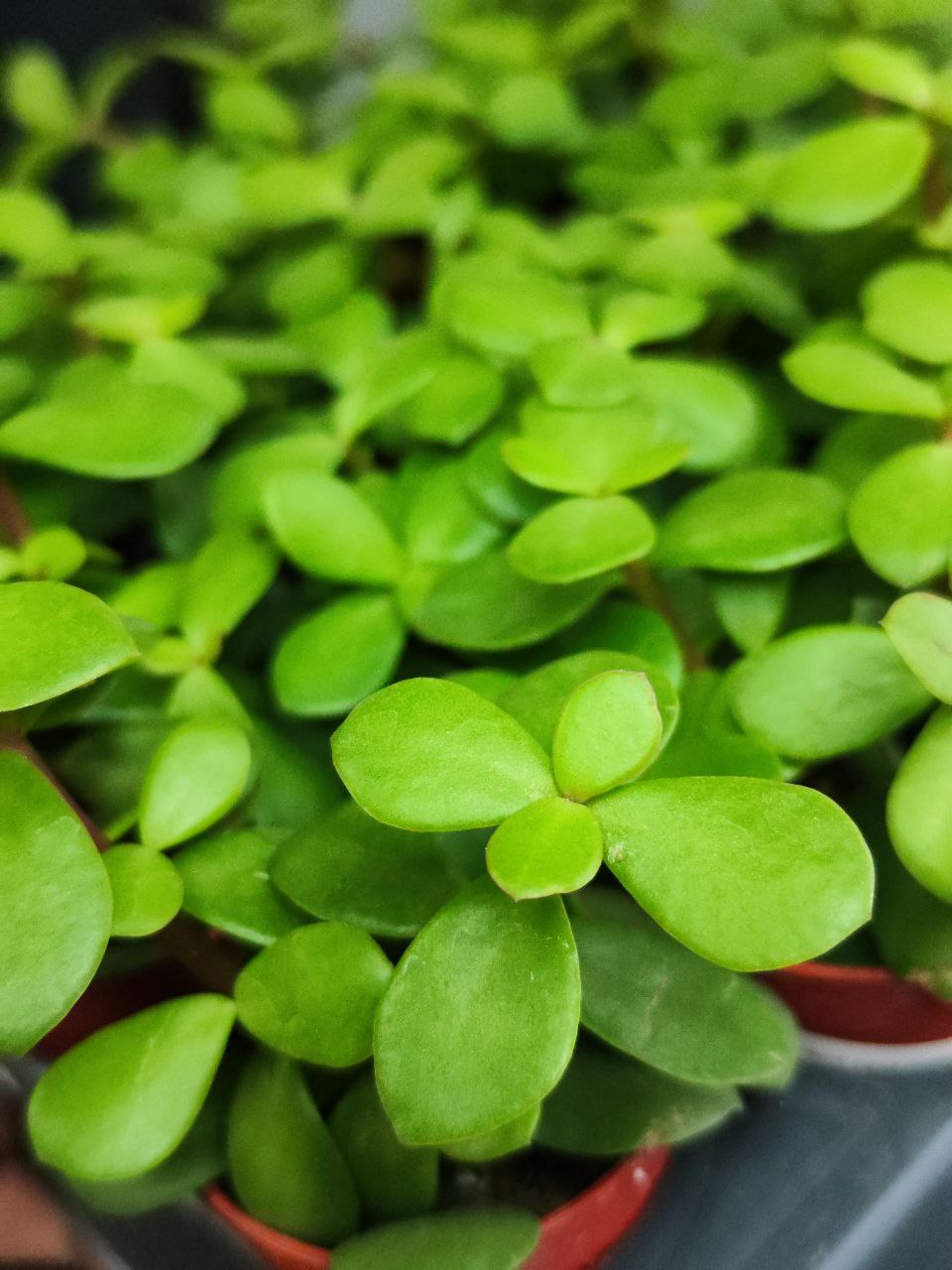 Портулакария Афра (Portulacaria Afra) D5см