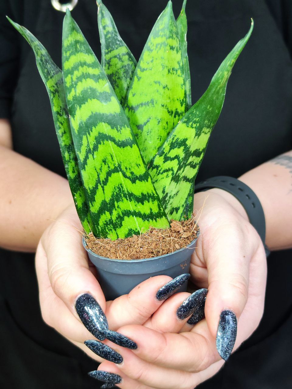 Сансевиерия Зейланика Фан (Sansevieria Zeylanica Fan) D6см