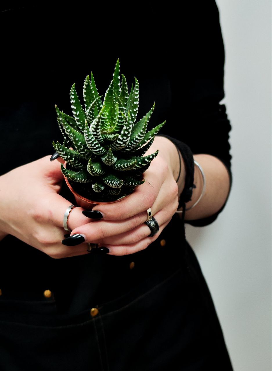 Хавортия Супер Фасциата (Haworthia Superfasciata) D5см