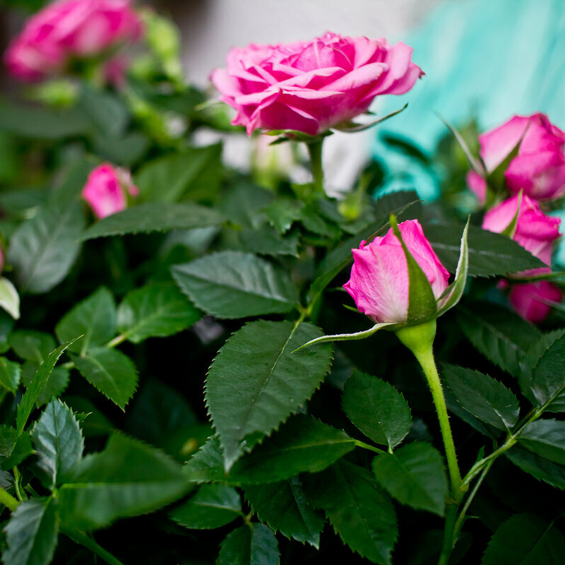 Роза розовая комнатная (Rose Pink) D9см