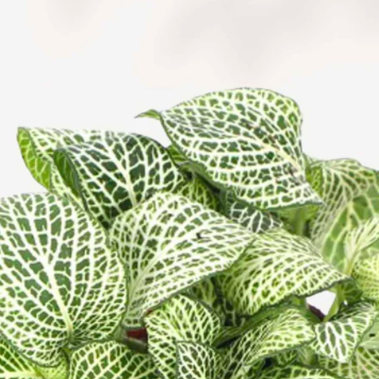 Фиттония Вайт Анна (Fittonia White Anne) D8,5см