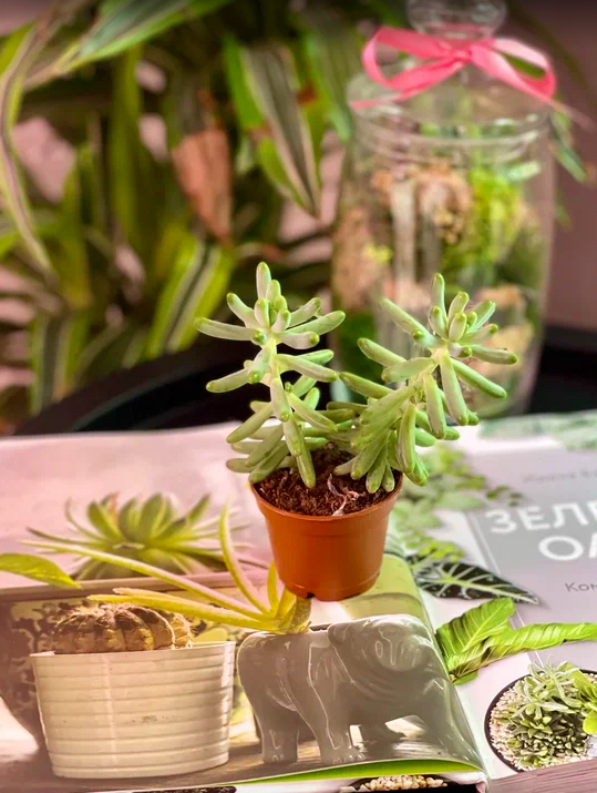 Седум Толстолистный, или Пахифиллюм (Sedum Pachyphyllum) D5см