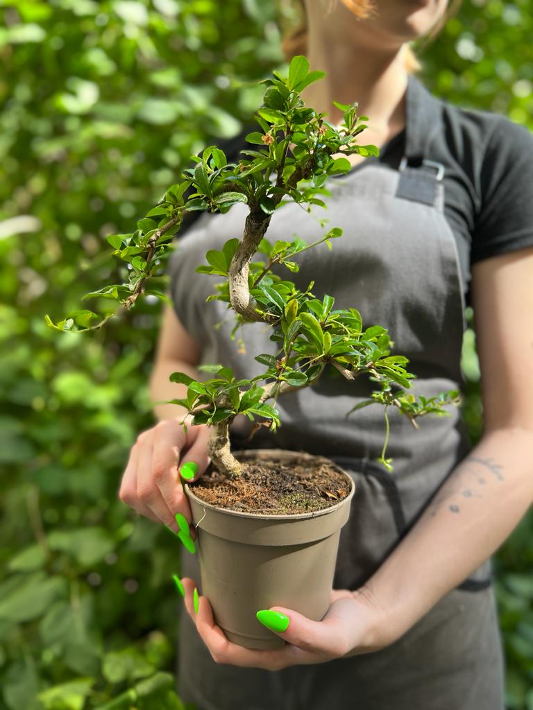 Бонсай Кармона (Carmona microphylla) D12см