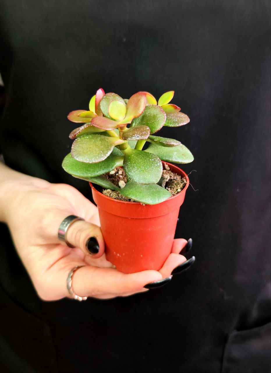 Крассула Овата Минор (Crassula Ovata Minor) D5см