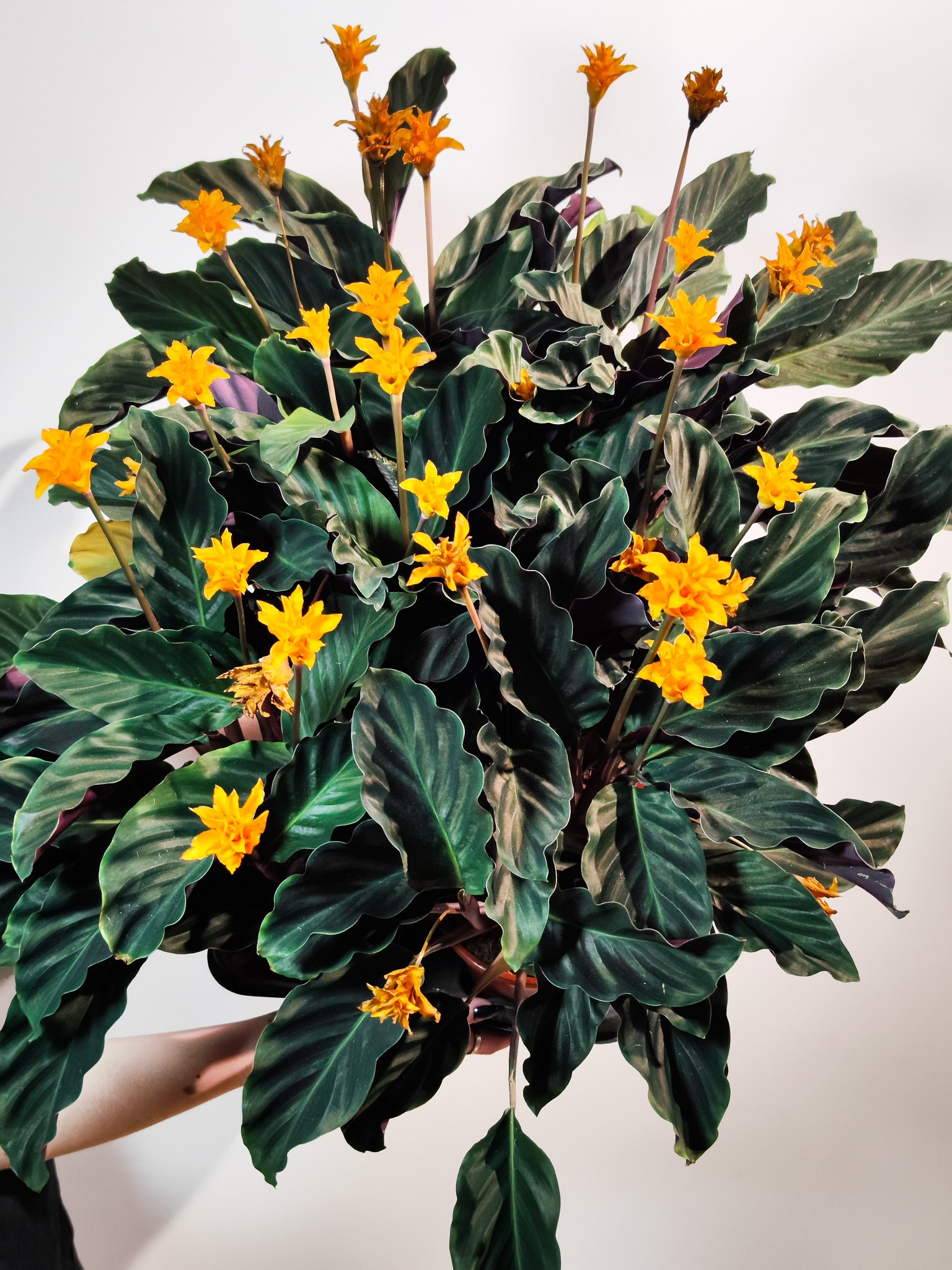 Калатея Кроката, или Калатея Шафранная (Calathea Crocata) D14см