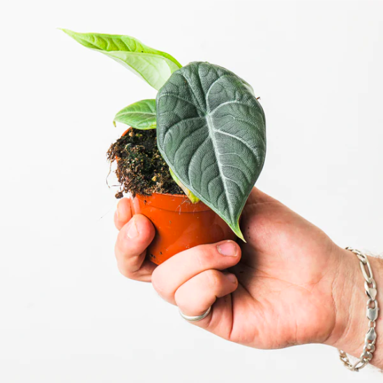 Алоказия Мело (Alocasia Melo) D6см