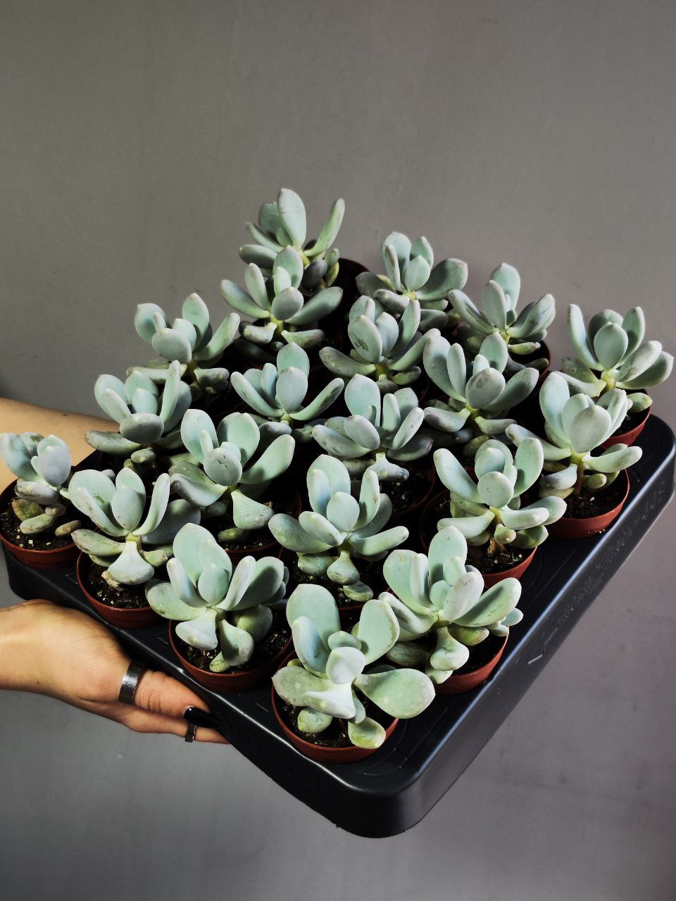 Пахифитум Глютиникауле (Pachyphytum Glutinicaule) D5см