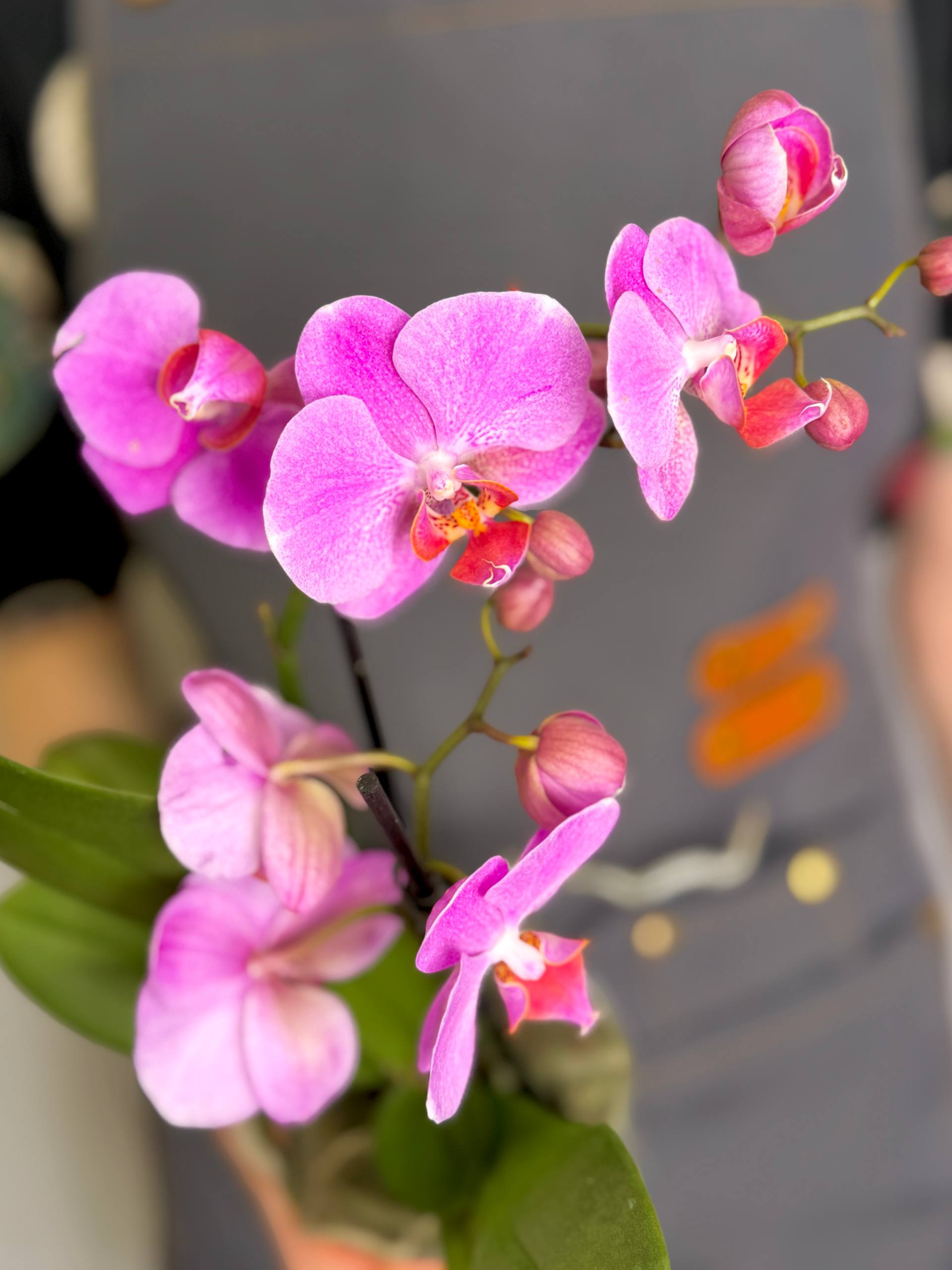 Орхидея Фаленопсис Пурпл Пинк (Phalaenopsis Purple Pink) D9см