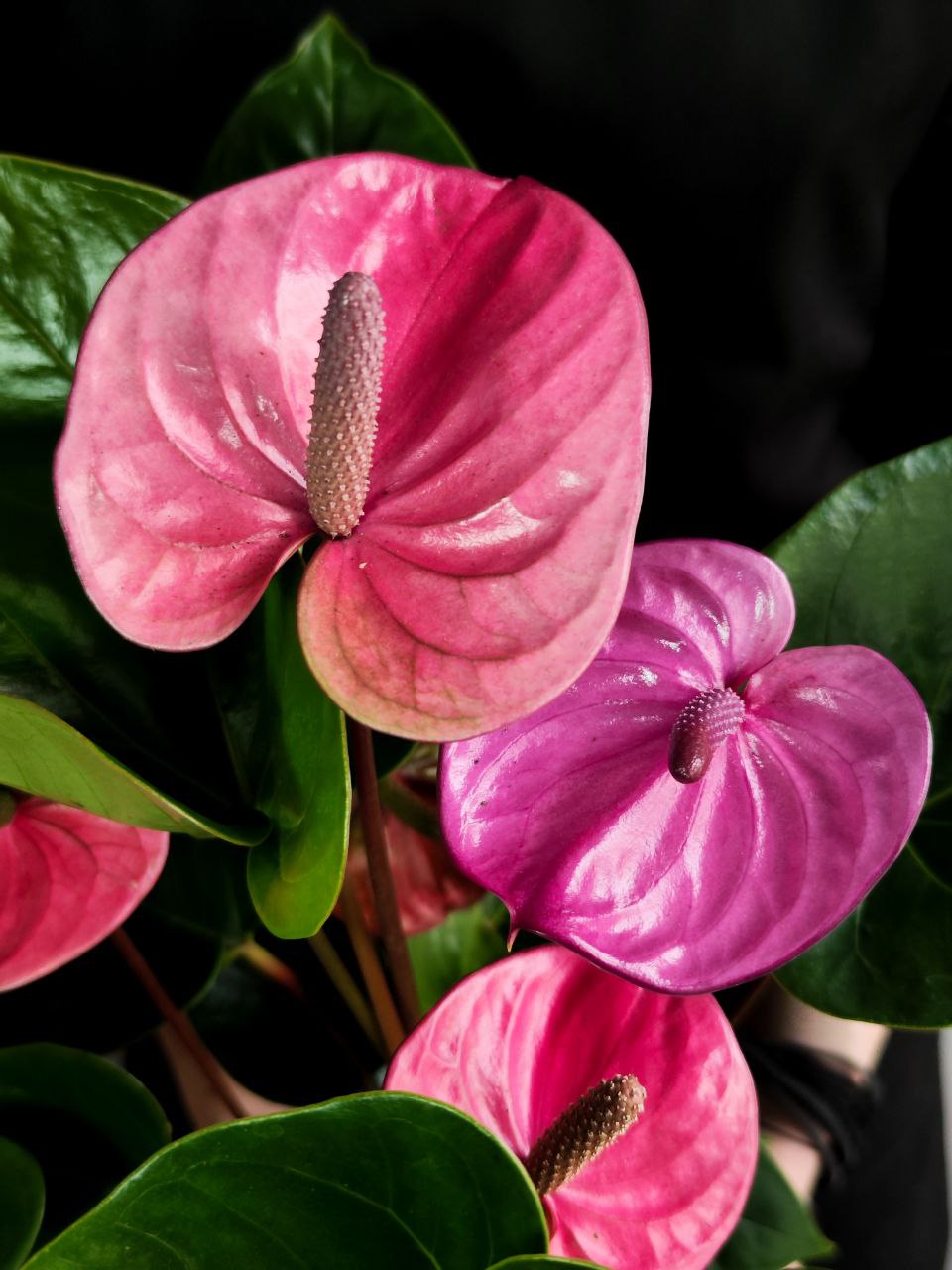 Антуриум Кавалли (Anthurium Cavalli) D14см