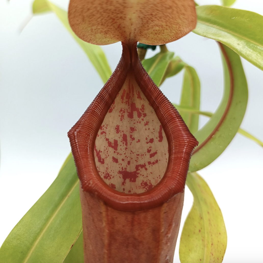 Непентес Линда (Nepenthes Linda) D9см