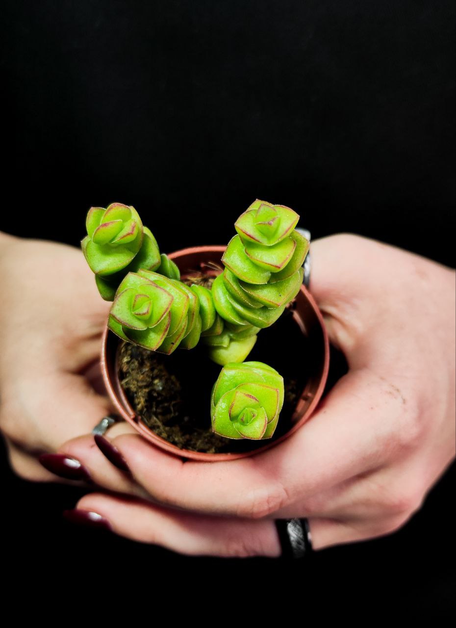 Крассула Марнириана Джейд (Crassula Marnieriana Jade) D5см