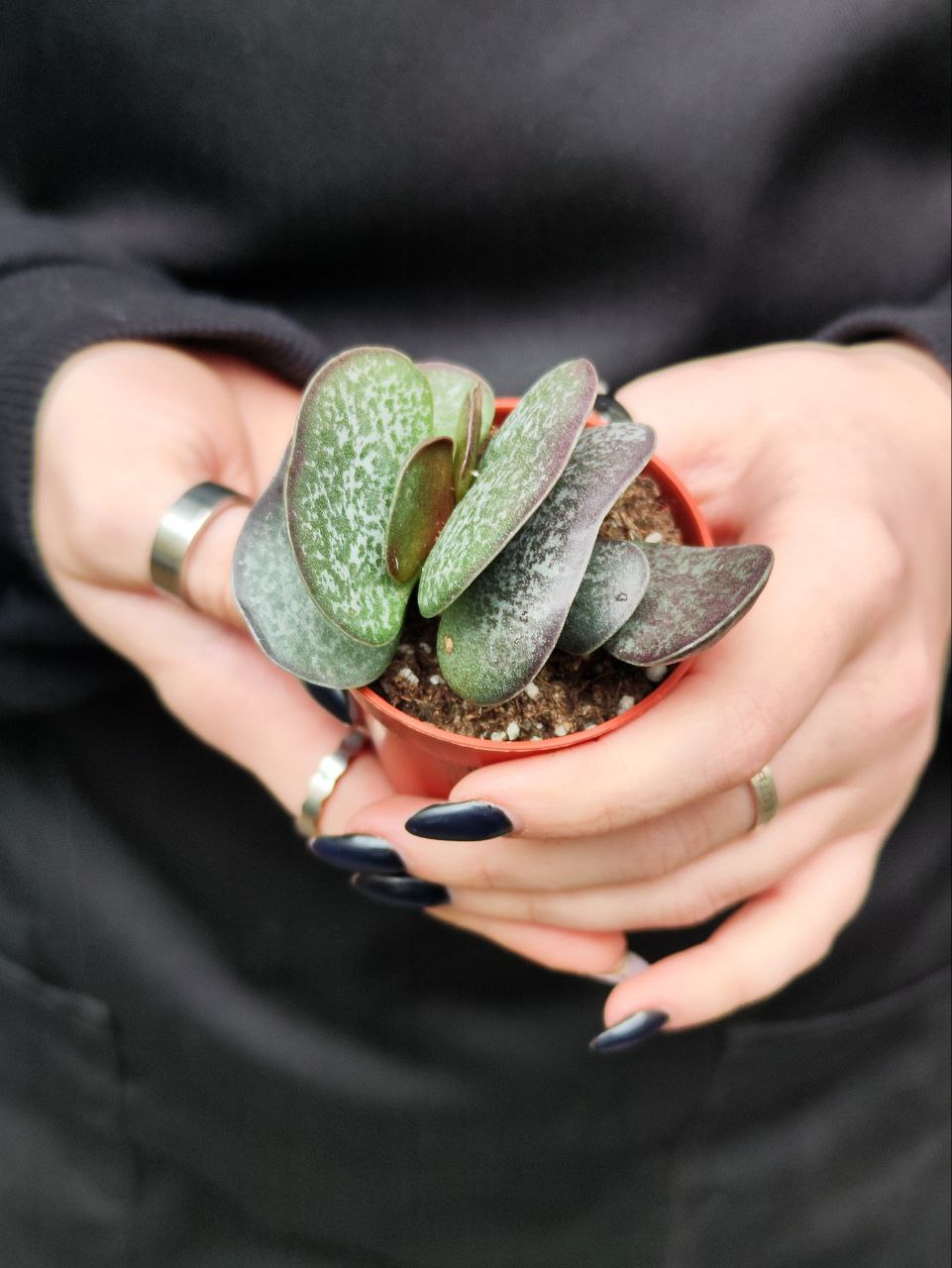 Адромискус Макулатус (Adromischus Maculatus) D5см