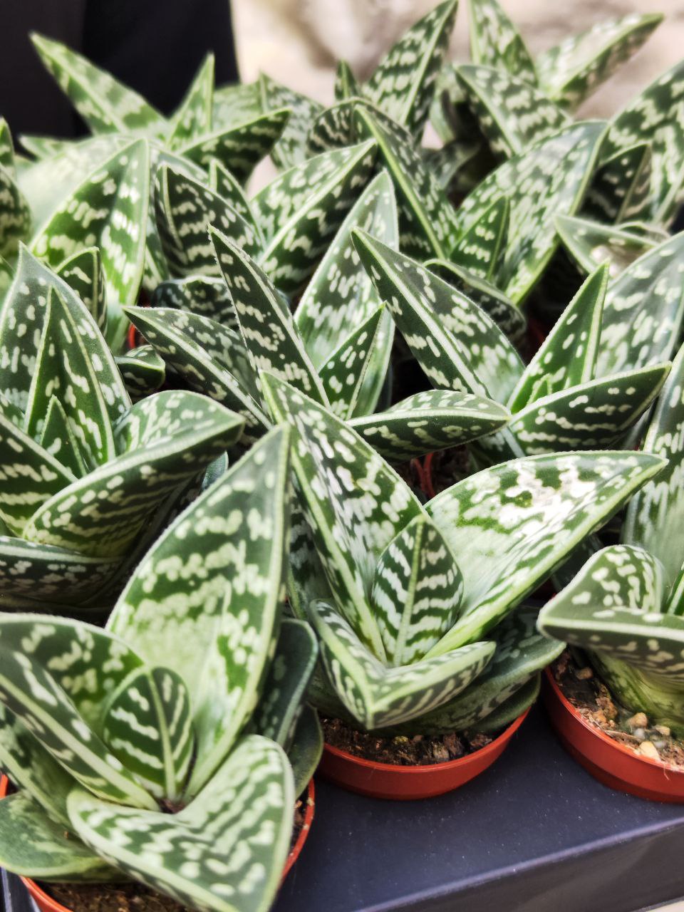 Алоэ Пестрое, или Тигровое (Aloe Variegata) D5см