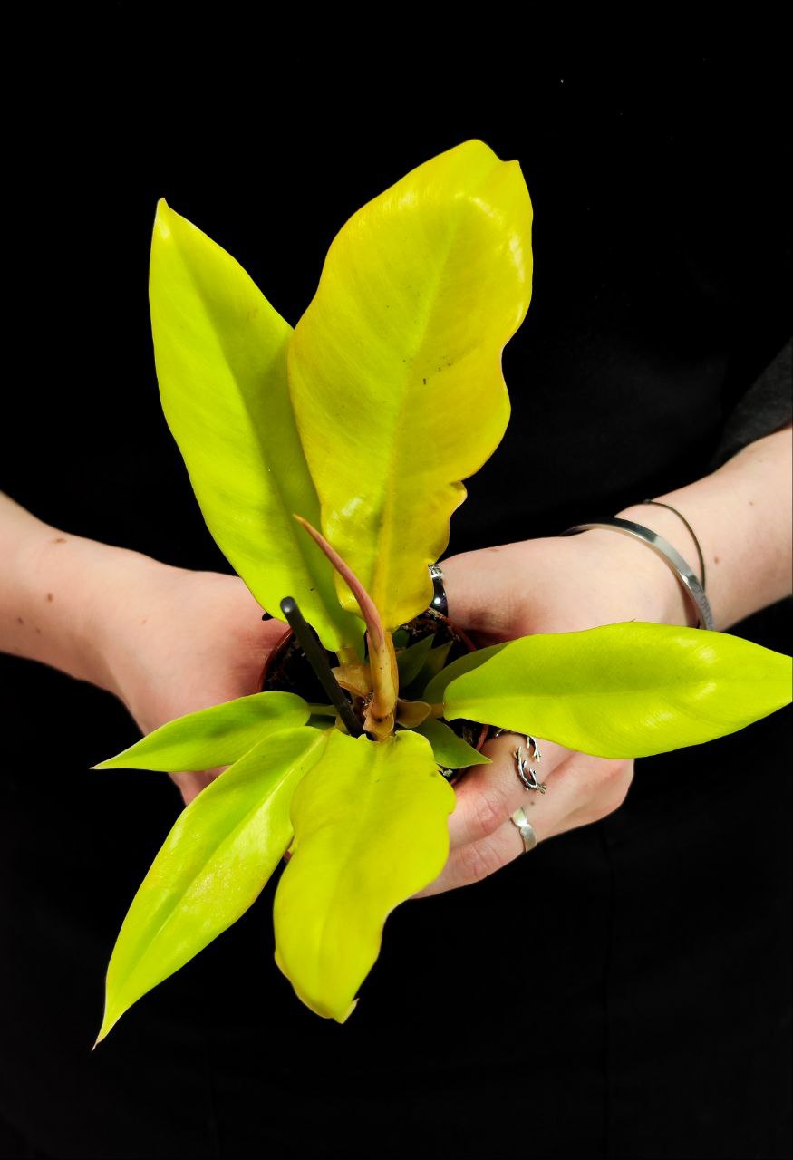 Филодендрон Голден Крокодил (Philodendron Golden Crocodile) D6см