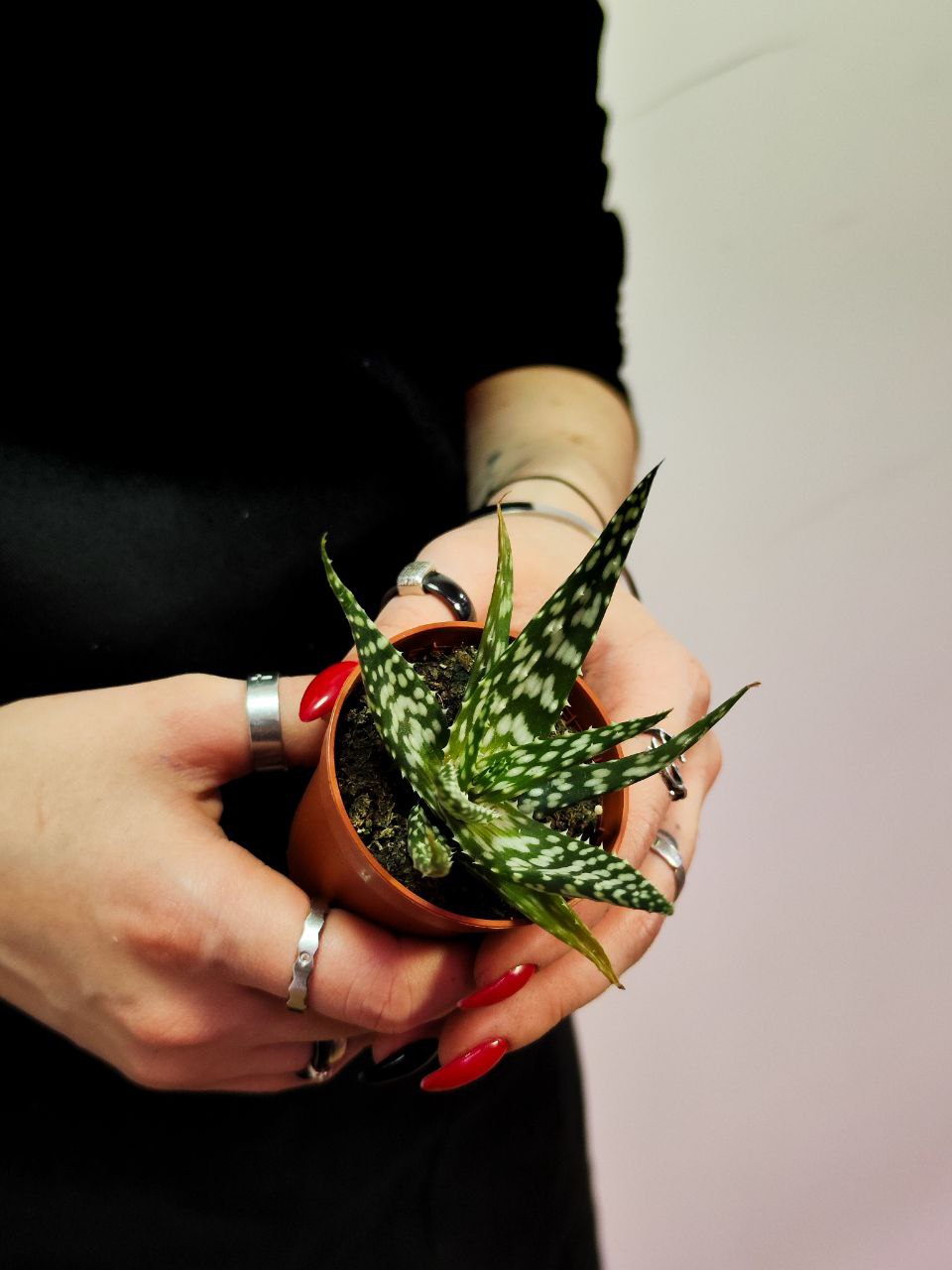 Алоэ Бронз Лизард (Aloe Bronze Lizard) D5см