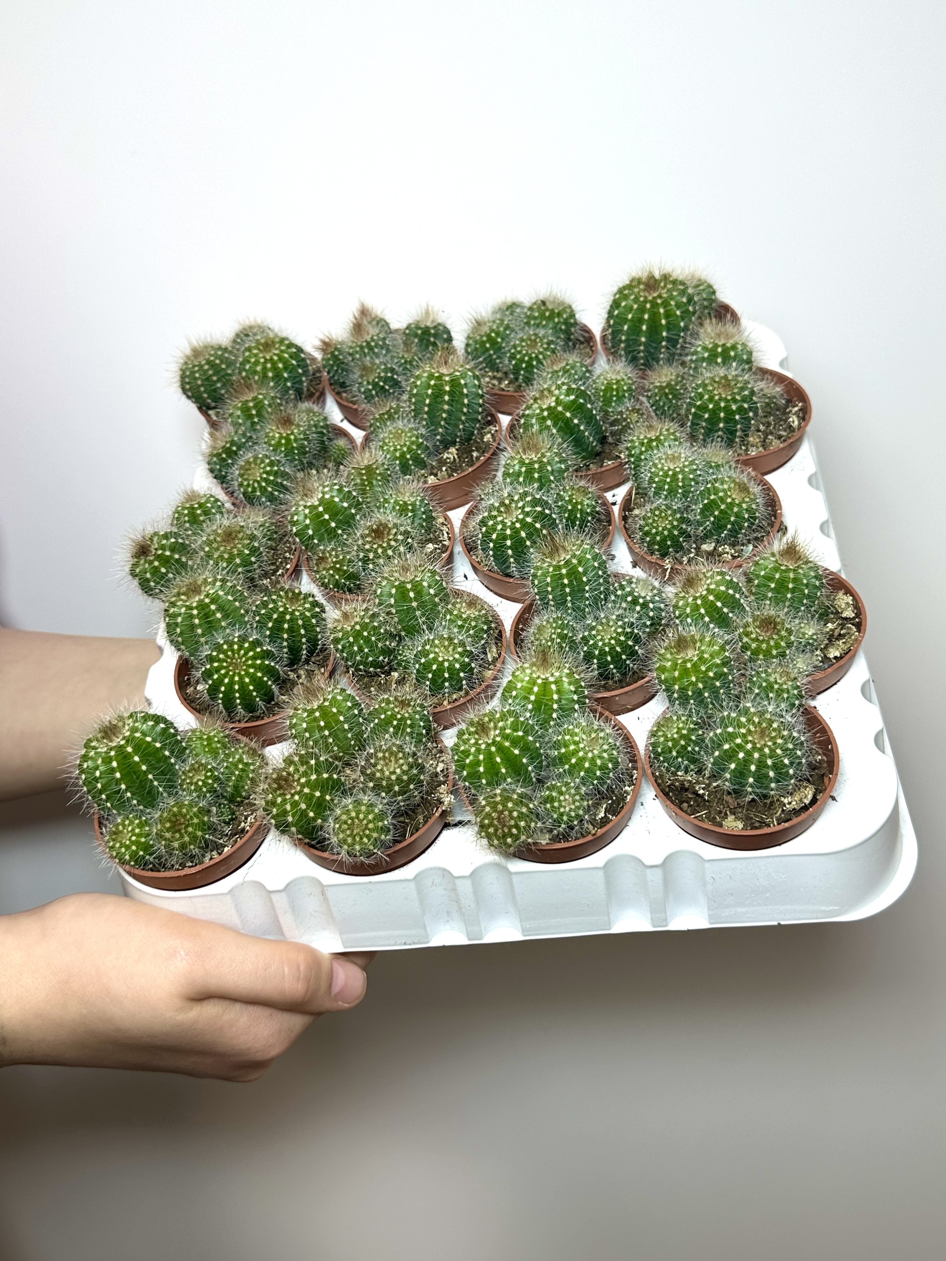 Нотокактус Вараси Груп (Notocactus Warasii Group) D5см