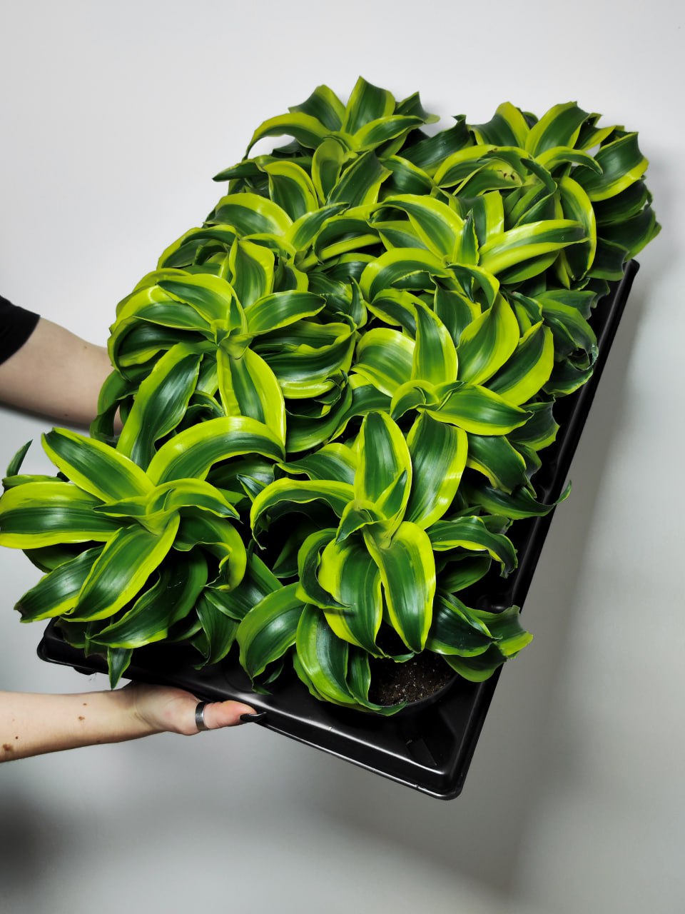 Драцена Фрагранс Торнадо (Dracaena Fragrans Tornado) D12см