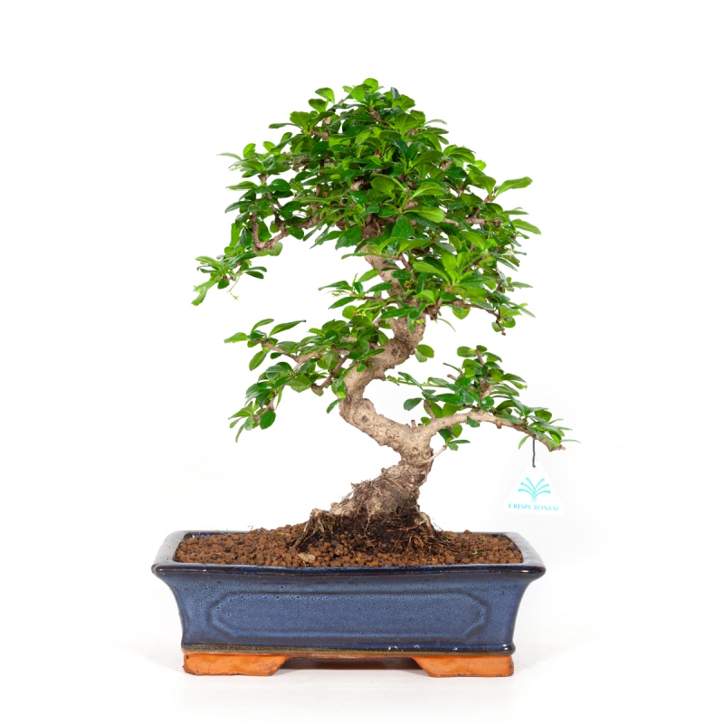 Бонсай Кармона Мелколистная (Carmona Microphylla) D20см