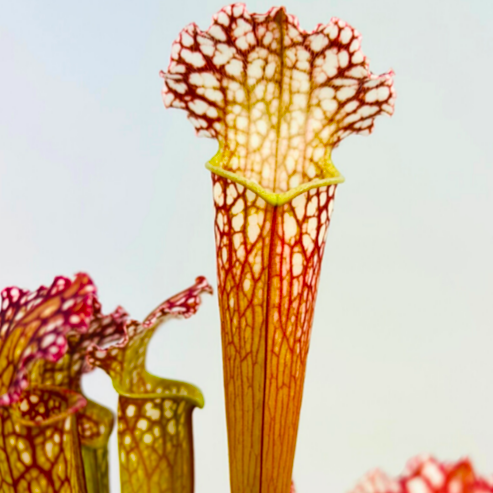 Саррацения Лейкофилла Компакта (Sarracenia Leucophylla Compacta) D9см