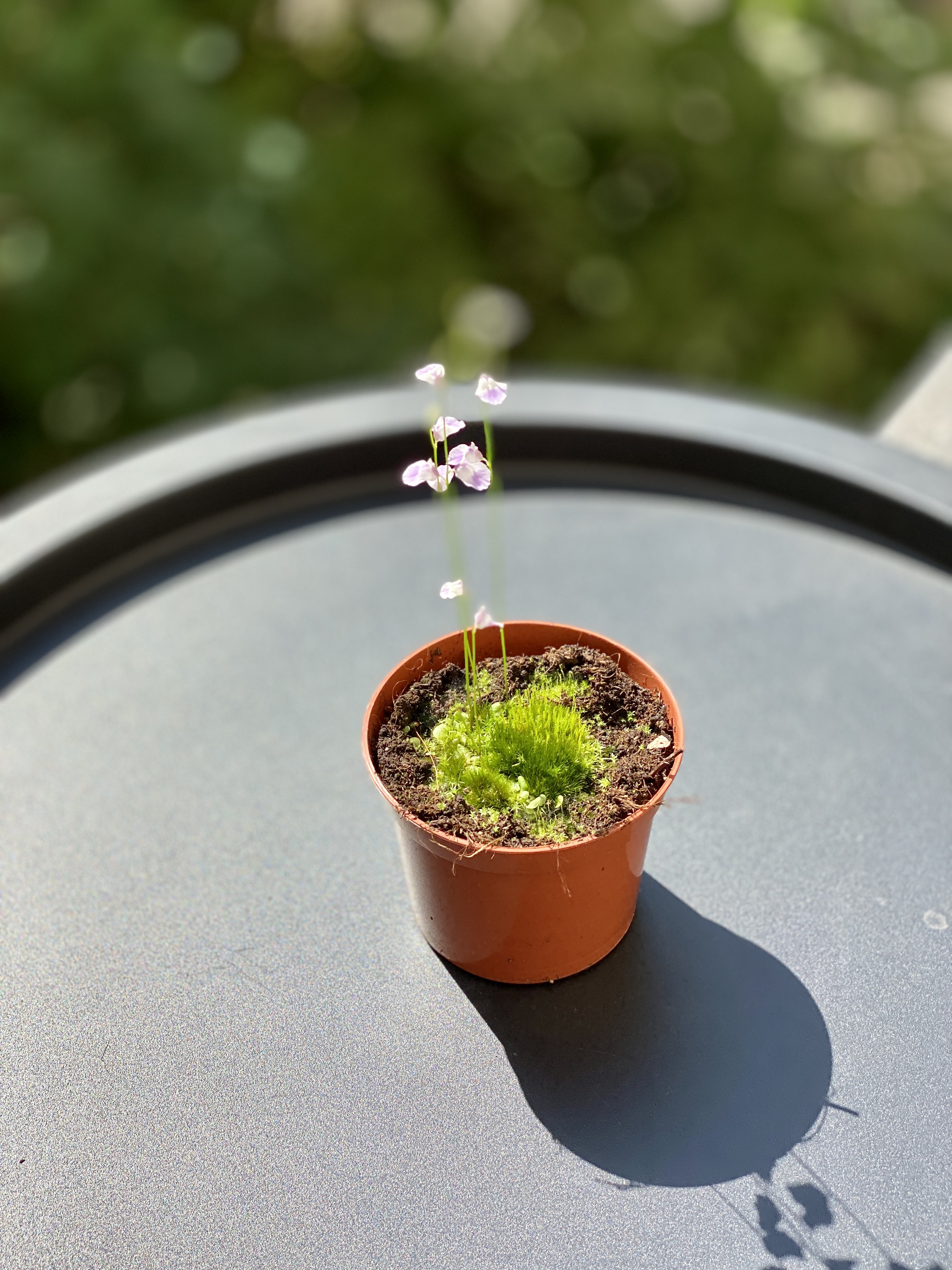 Пузырчатка Свинцовая, или Утрикулярия Ливида  (Utricularia Livida) D9см