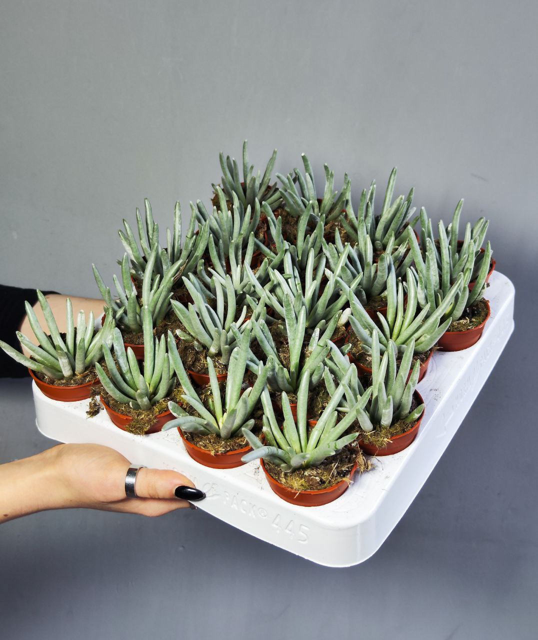 Крестовник Скапосус, или Крестовник Стрелконосный (Senecio Scaposus) D5см