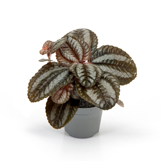 Пилея Норфолк (Pilea Involucrata Norfolk) D6см