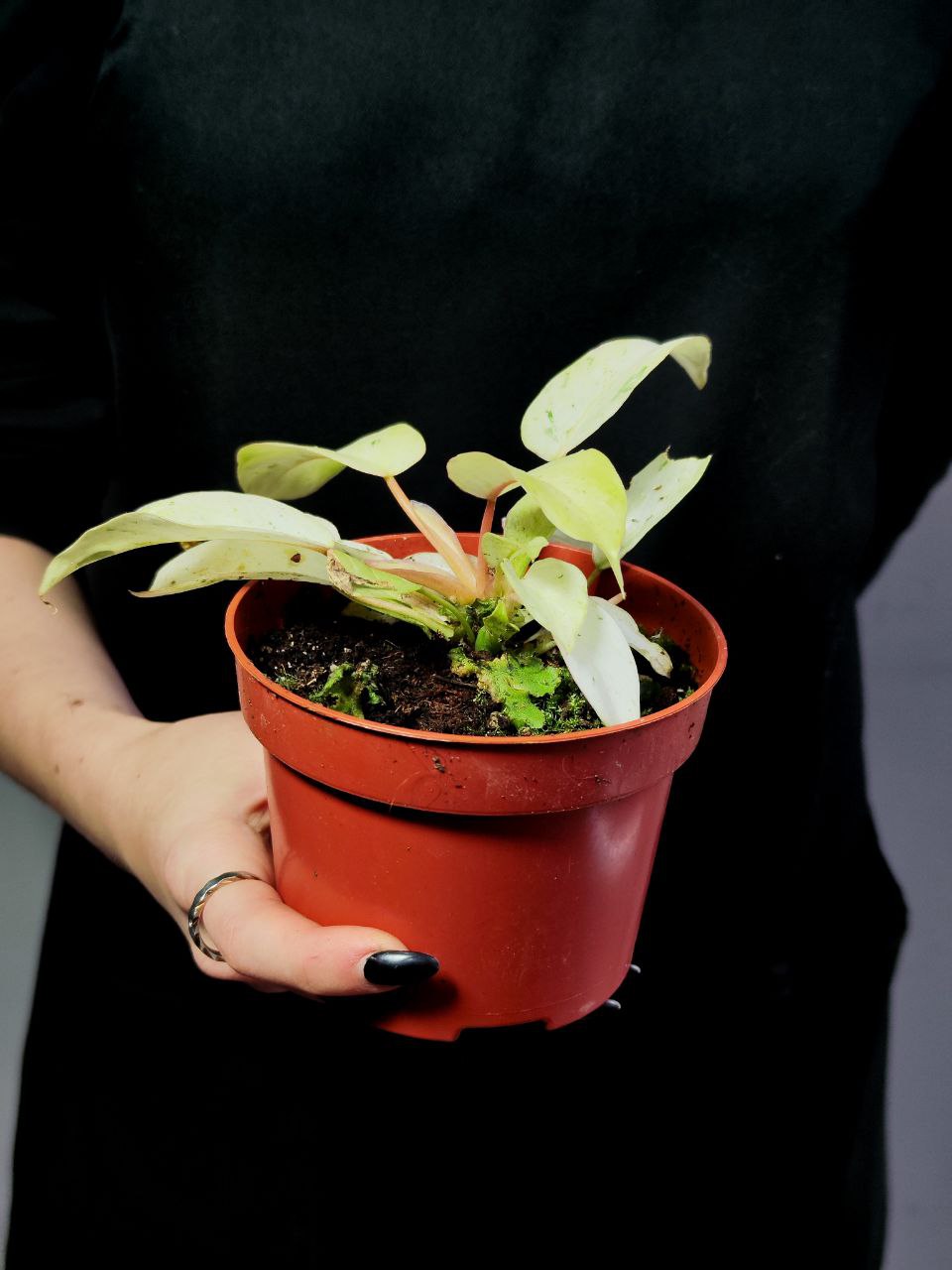 Филодендрон Сноудрифт (Philodendron Snowdrift) D6см