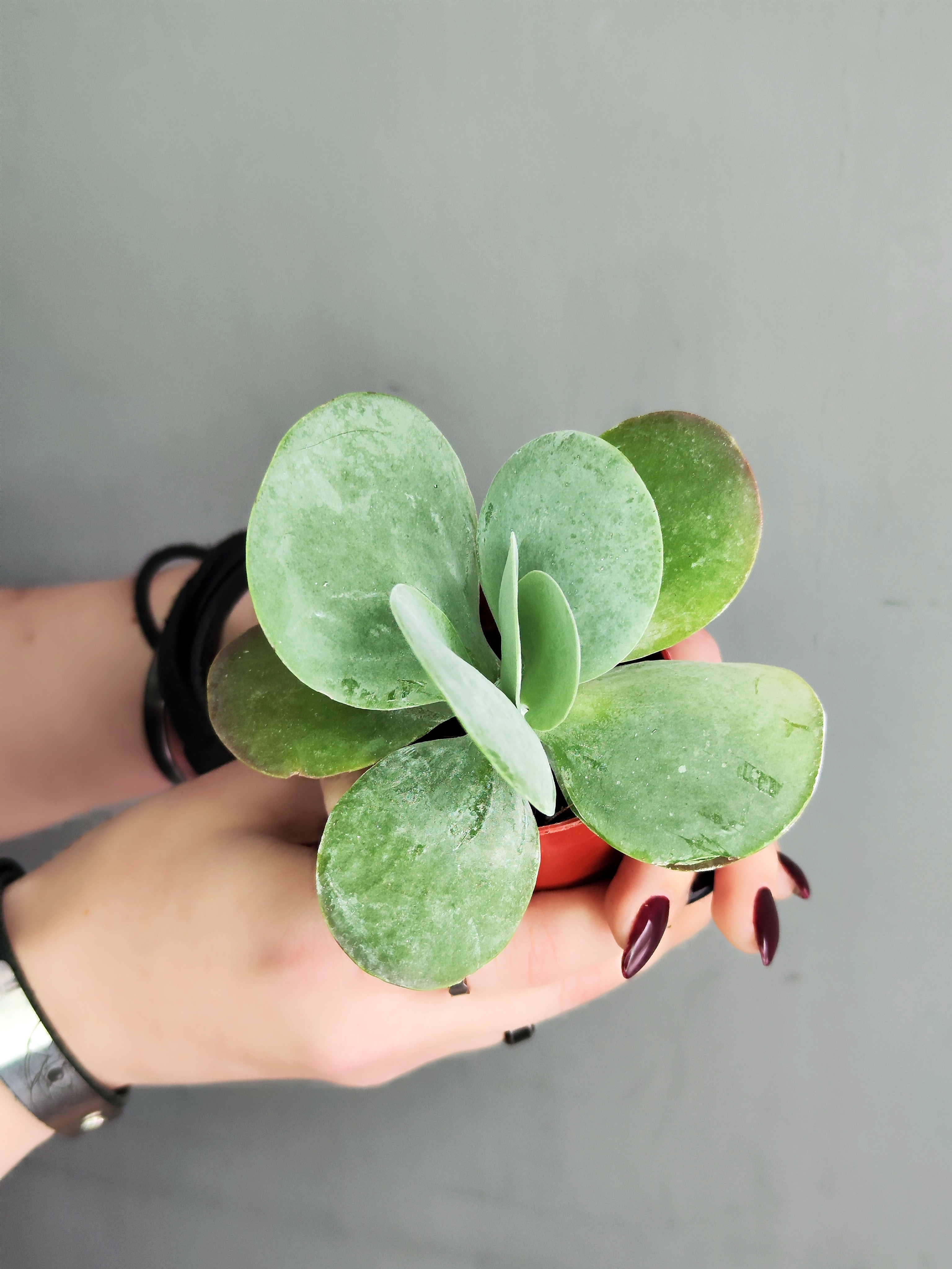 Каланхоэ Тирсифлора Грин Липс  (Kalanchoe Thyrsiflora Green Lips) D5см