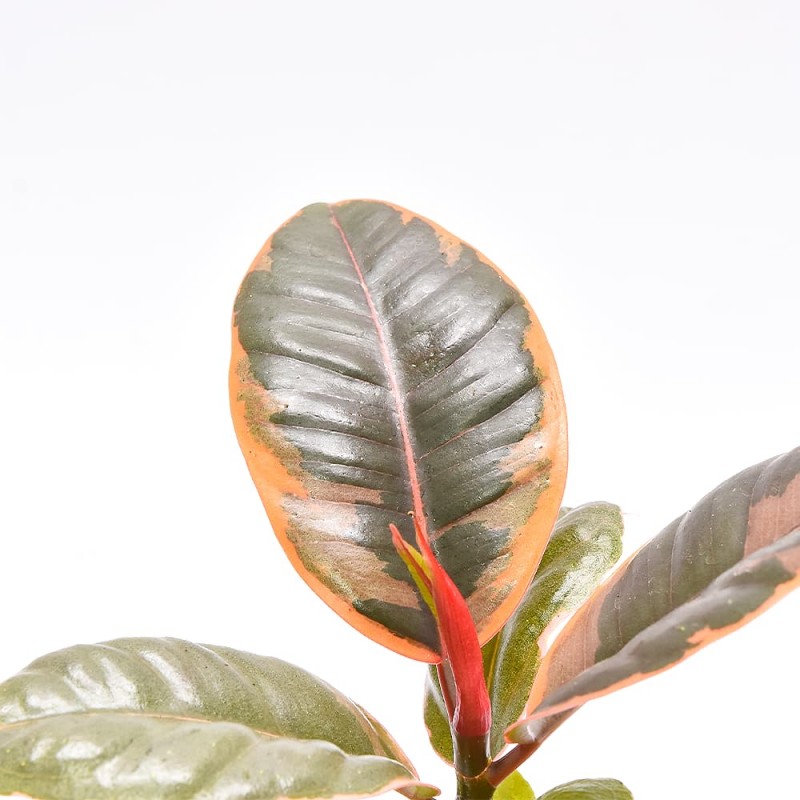 Фикус Эластика Белиз (Ficus Elastica Belize) D6см