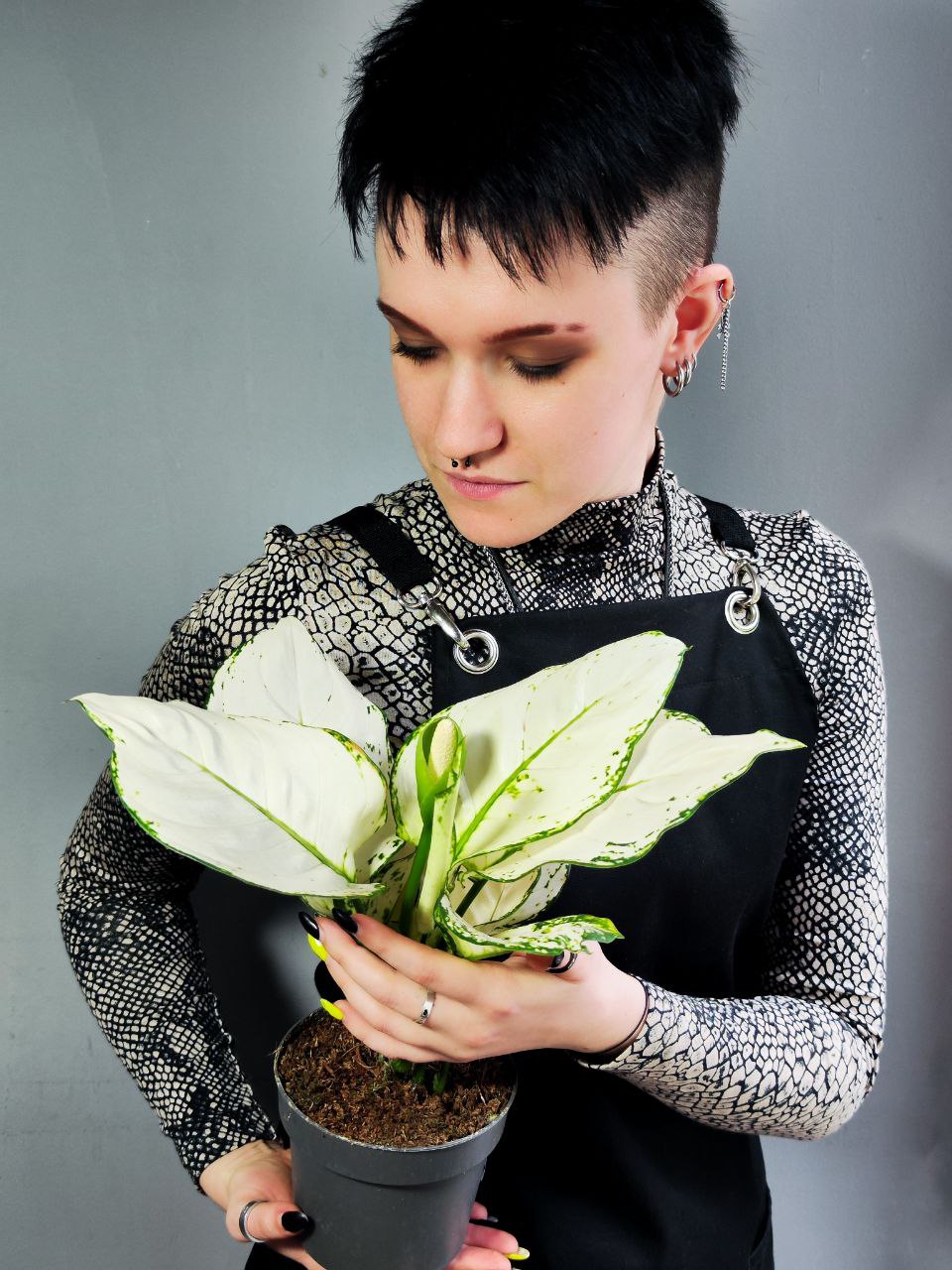 Аглаонема Вайт Джой (Aglaonema White Joy) D12см