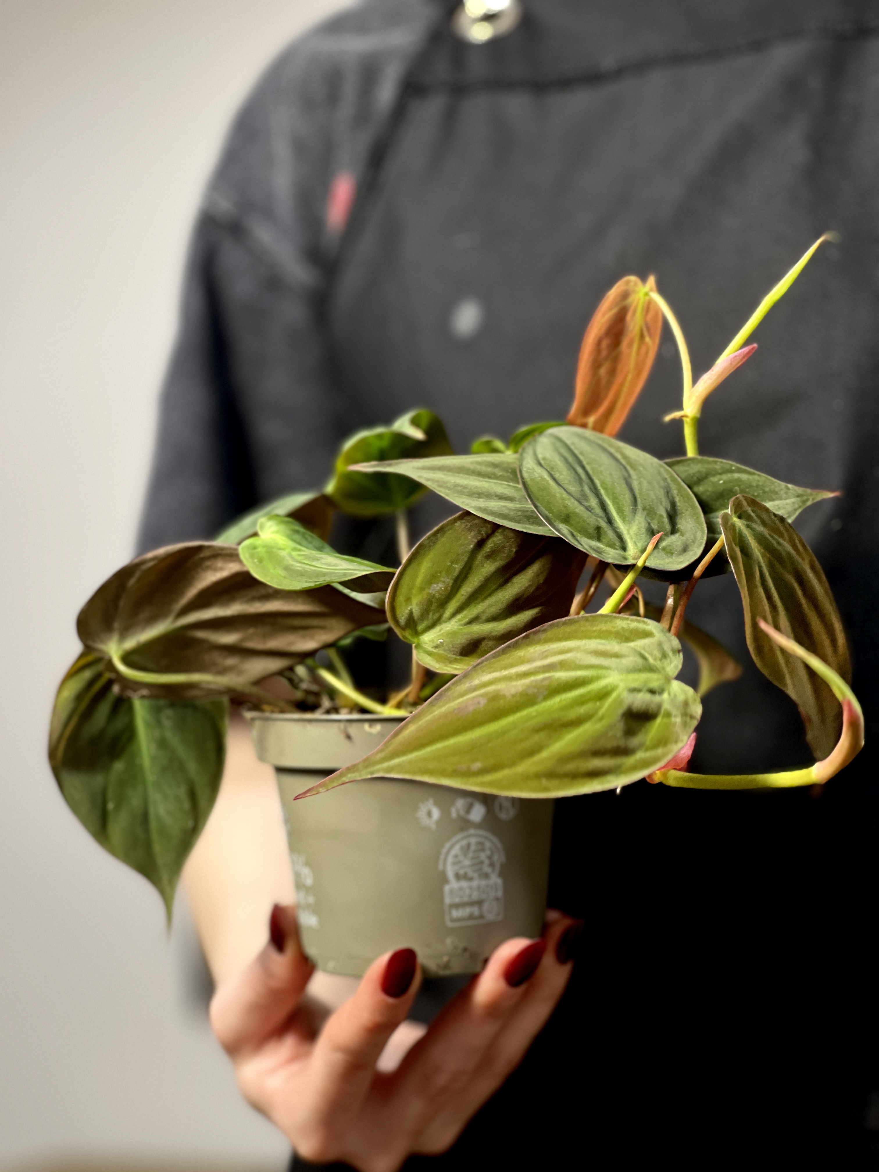 Филодендрон Сканденс Миканс (Philodendron Scandens Micans) D10см