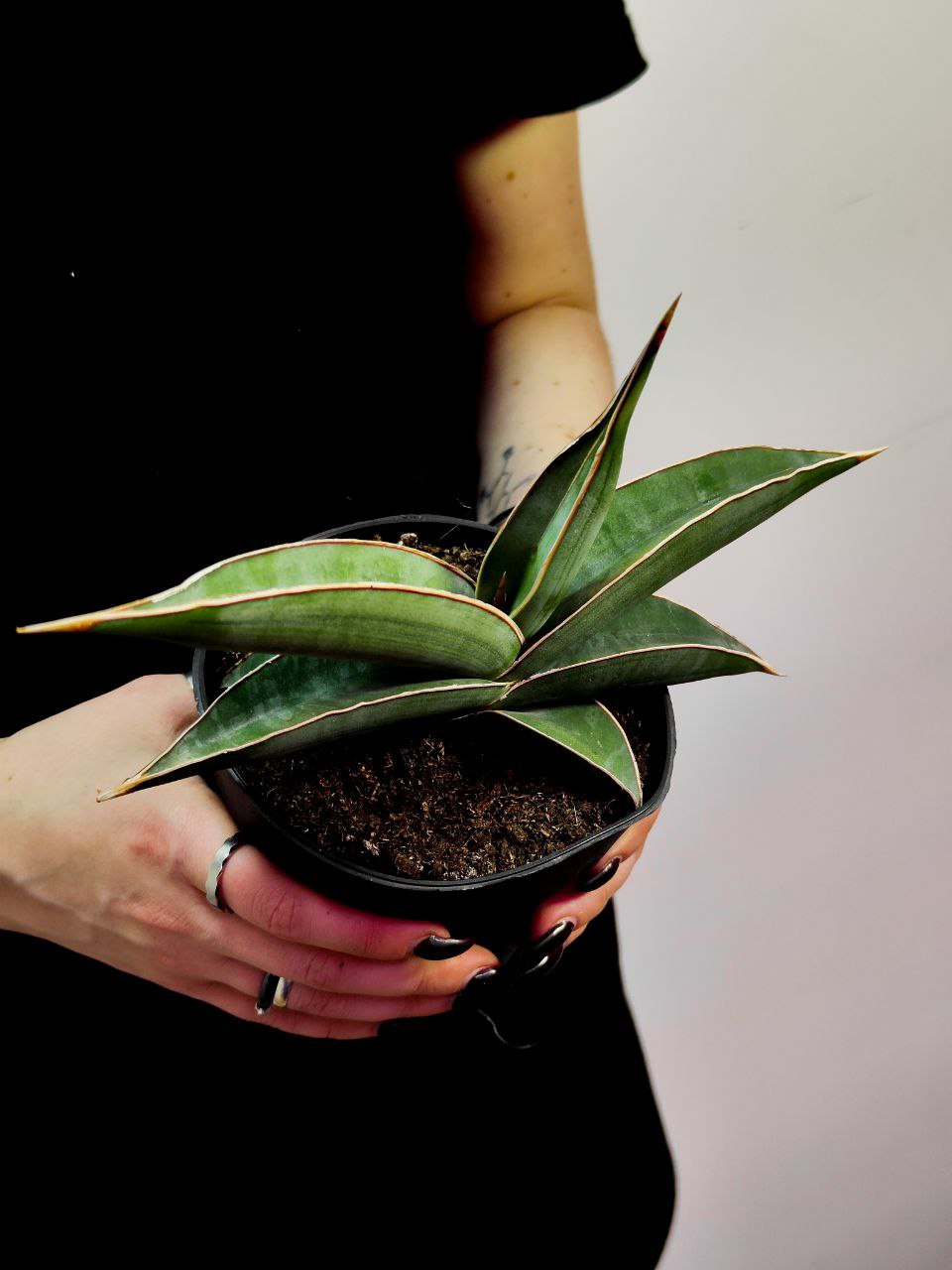 Сансевиерия Альмонд Сильвер (Sansevieria Almond Silver) D12см