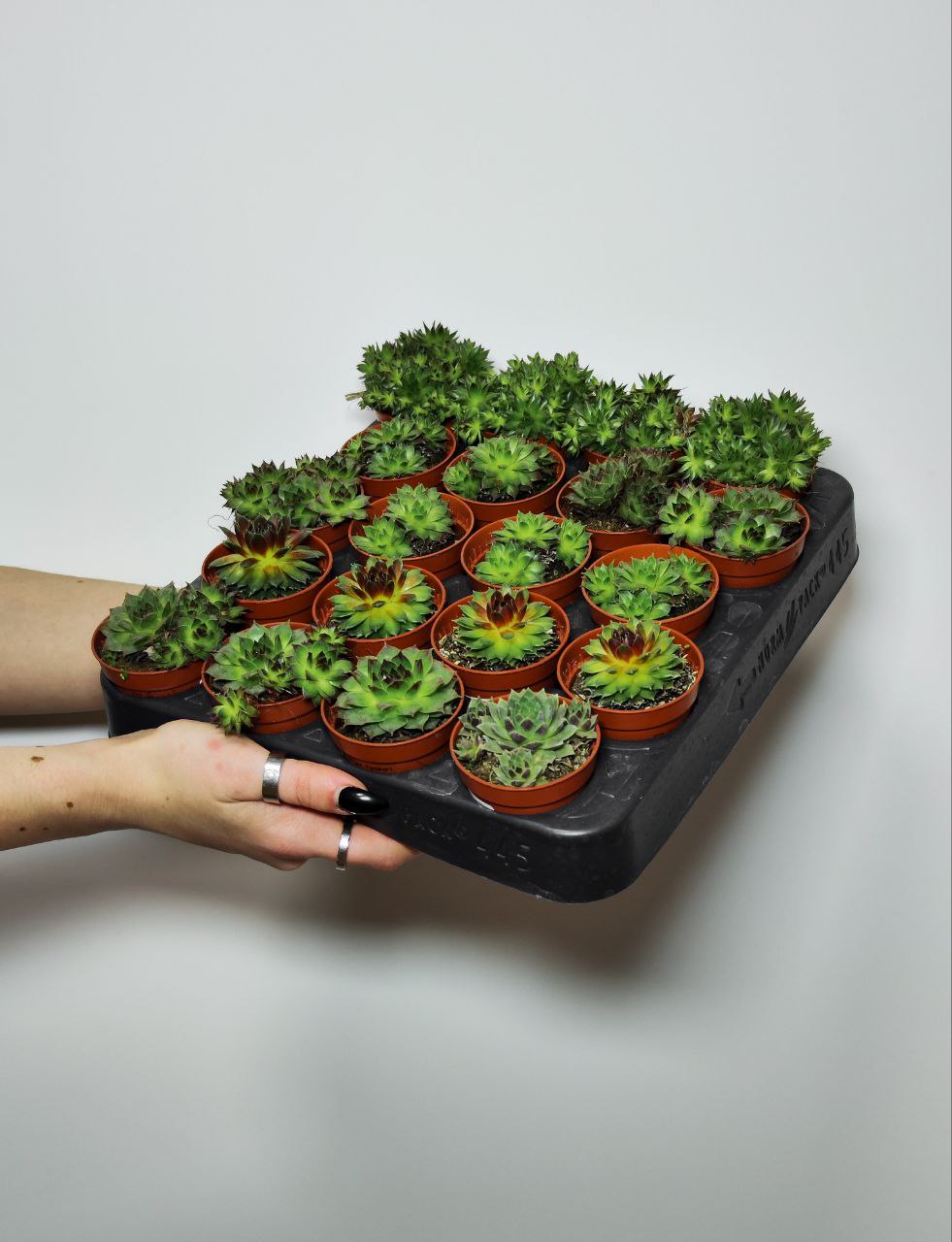 Молодило Кассиопея (Sempervivum Cassiopeia) D5см