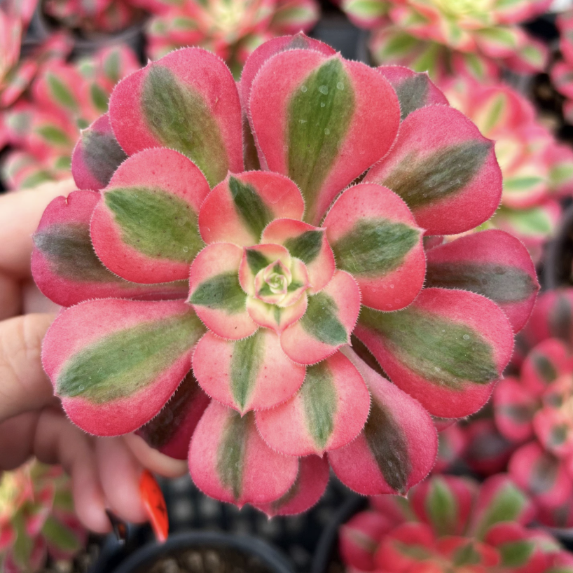 Эониум Пинк Витч (Aeonium Pink Witch) D11см