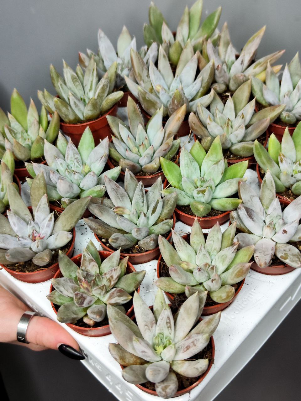Эхеверия Толиманенсис (Echeveria Tolimanensis) D5см