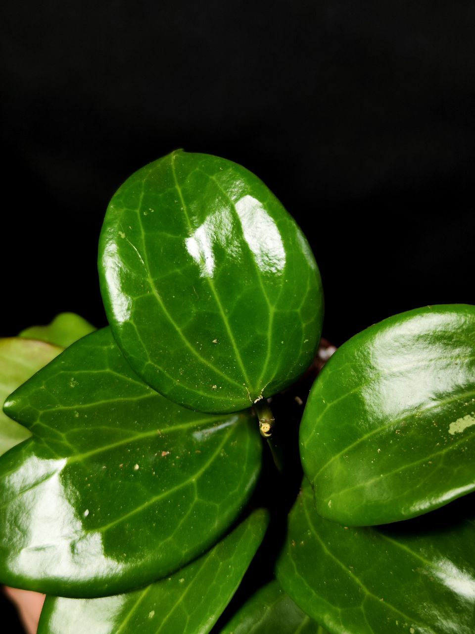 Хойя Саравак (Hoya Sarawak) D12см