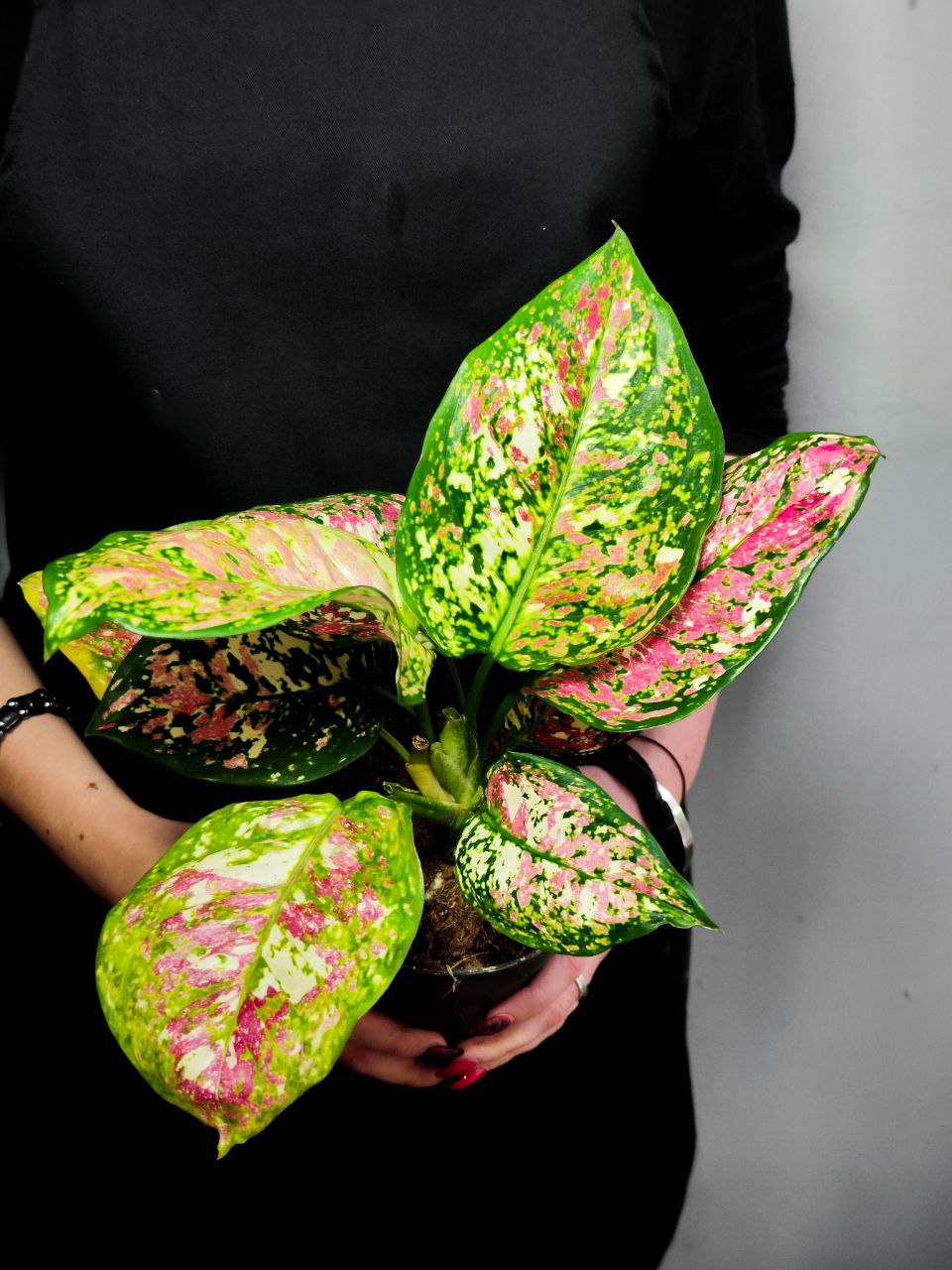 Аглаонема Анимани Триколор (Aglaonema Anyamanee Tricolor) D12см