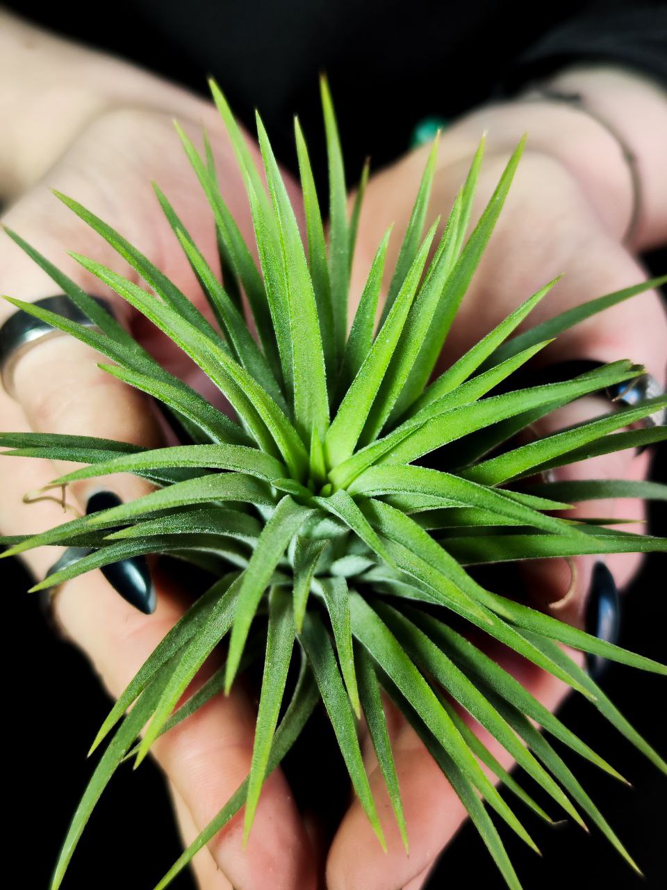 Тилландсия Ионанта Зеленая XL (Tillandsia Ionantha Green XL)
