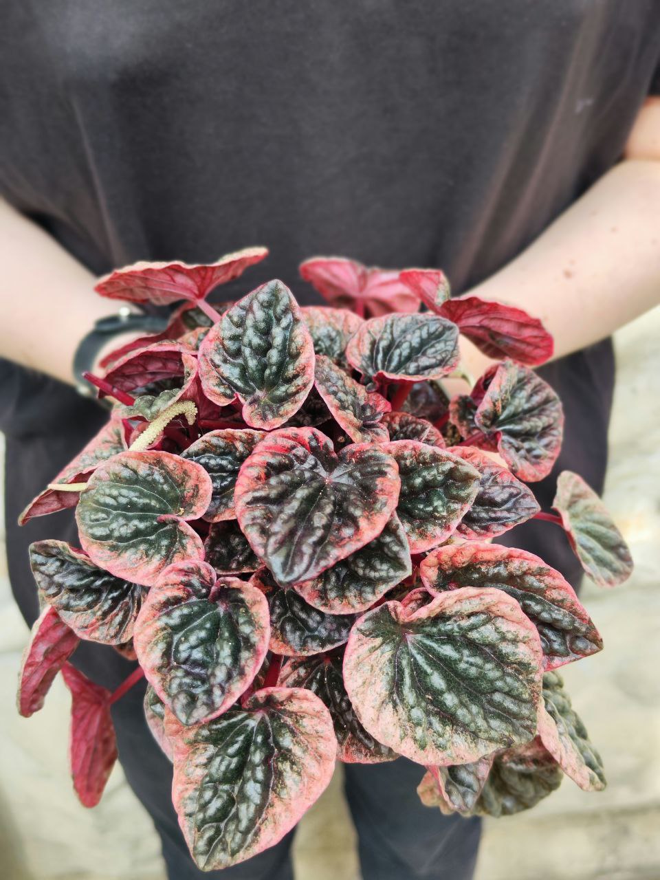 Пеперомия Каперата Абрикос (Peperomia Caperata Abriсos) D11см