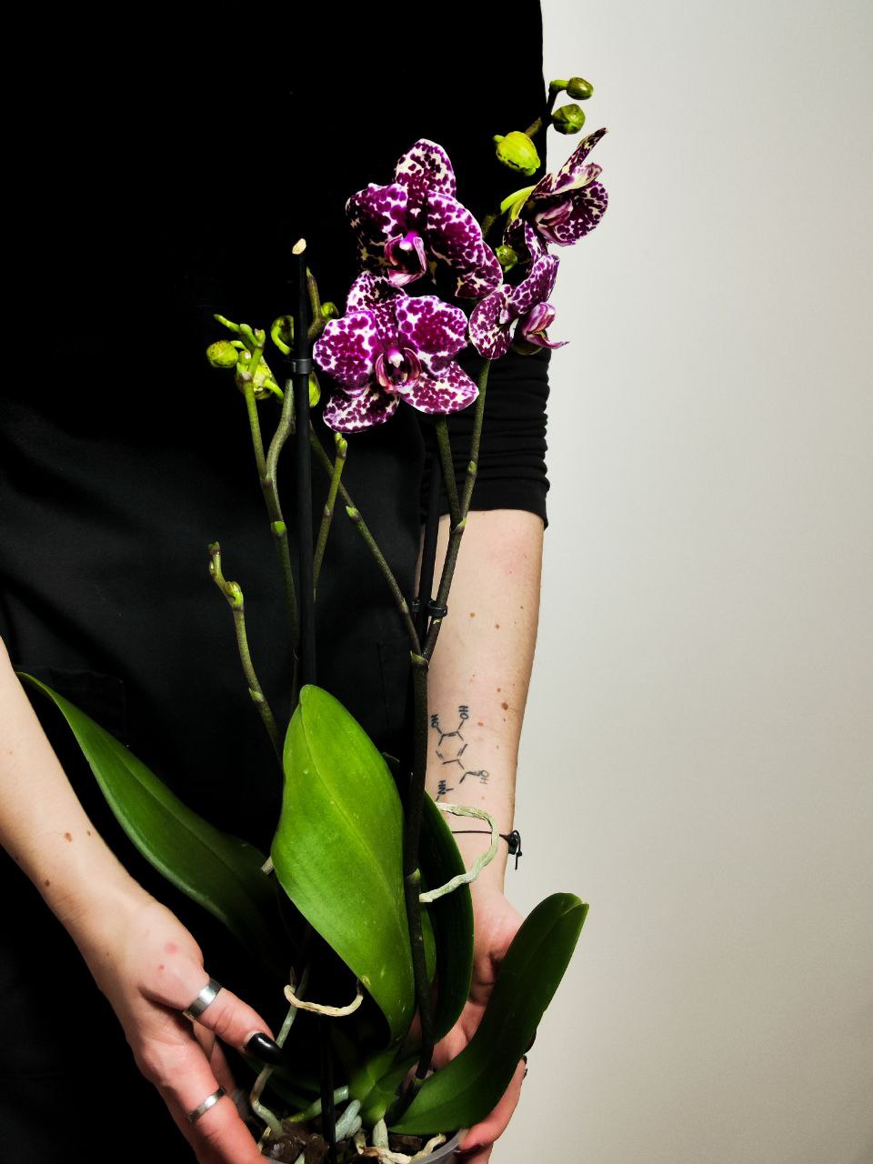 Фаленопсис Дикий Кот (Phalaenopsis Lioulin Wild Cat) D12см