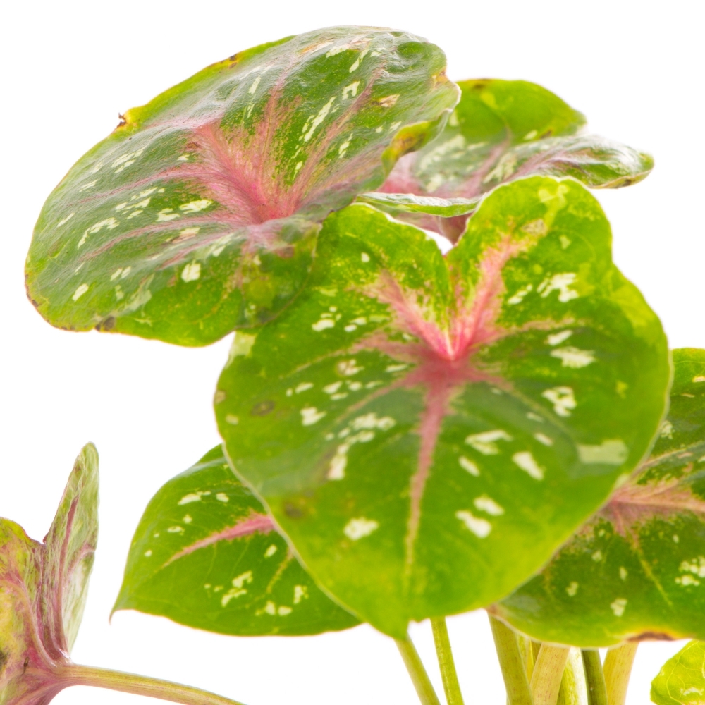 Каладиум Кейси (Caladium Casey) D6см