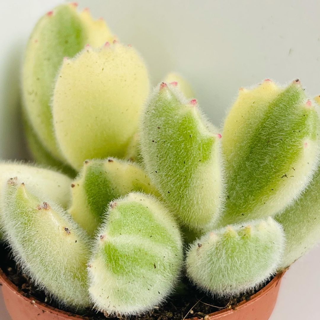 Котиледон Томентоза Леди Смит Вариегатный (Cotyledon Tomentosa Subsp. Ladismithiensis) D5см