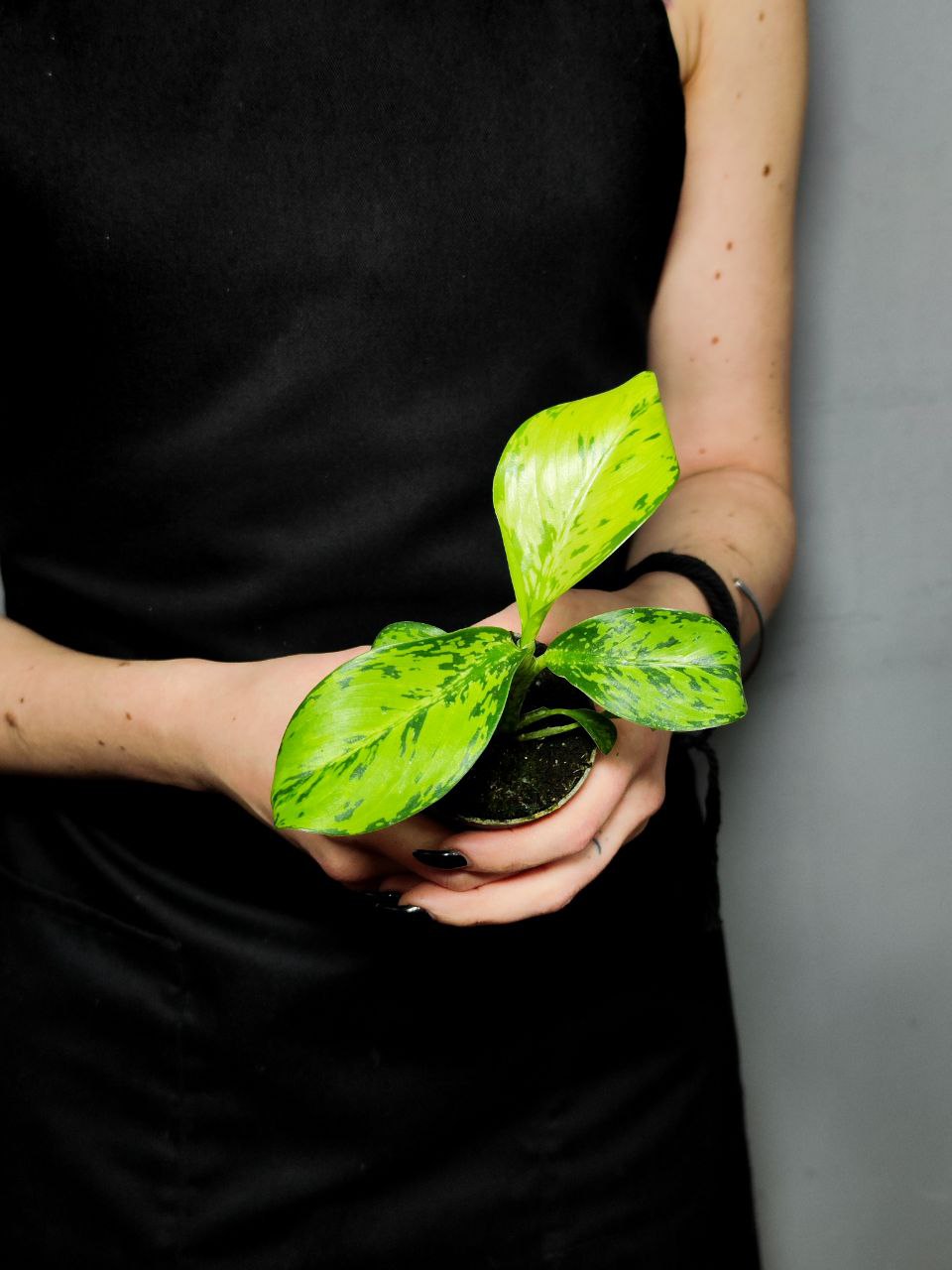 Диффенбахия Крокодил (Dieffenbachia Crocodile) D6см
