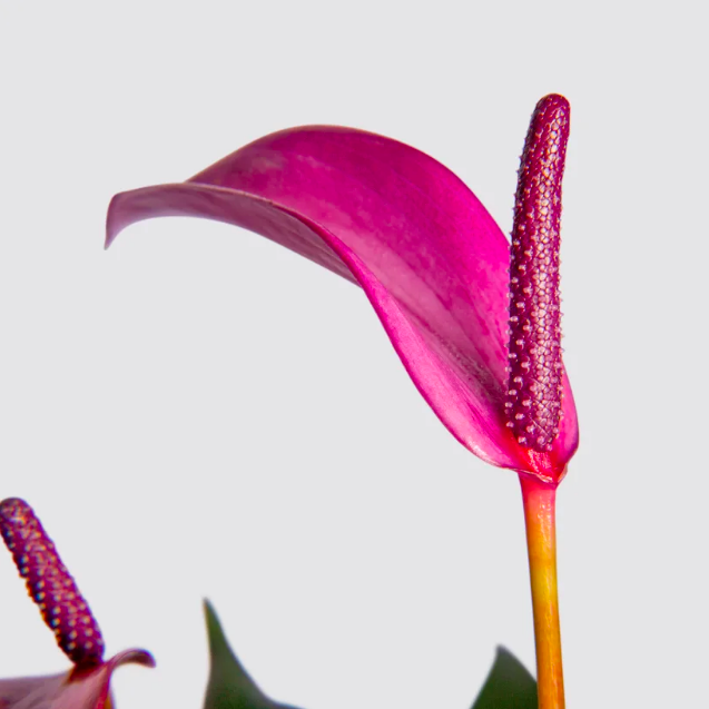 Антуриум Андре Зизу (Anthurium Andre Zizou) D7см
