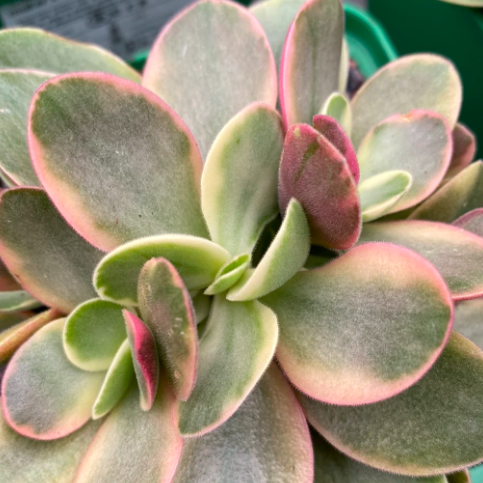 Крассула Мани Мейкер Вариегатная (Crassula Moneymaker Varigated) D5см